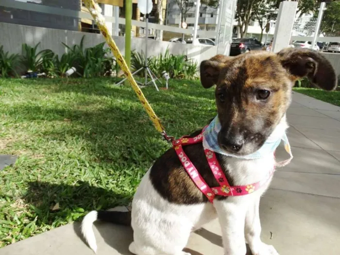 Cachorro ra a SRD idade 2 a 6 meses nome Tieta