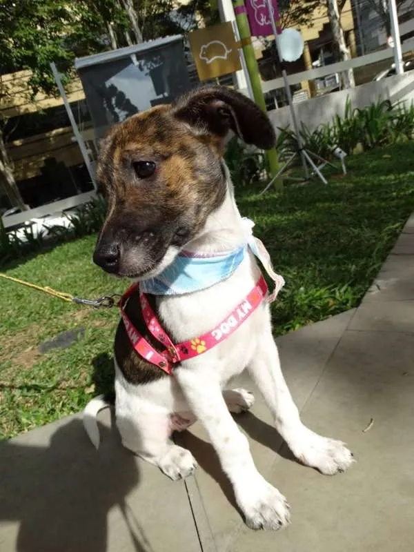 Cachorro ra a SRD idade 2 a 6 meses nome Tieta