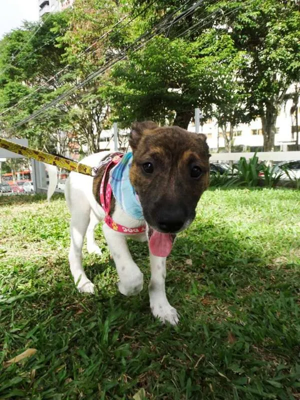 Cachorro ra a SRD idade 2 a 6 meses nome Tieta