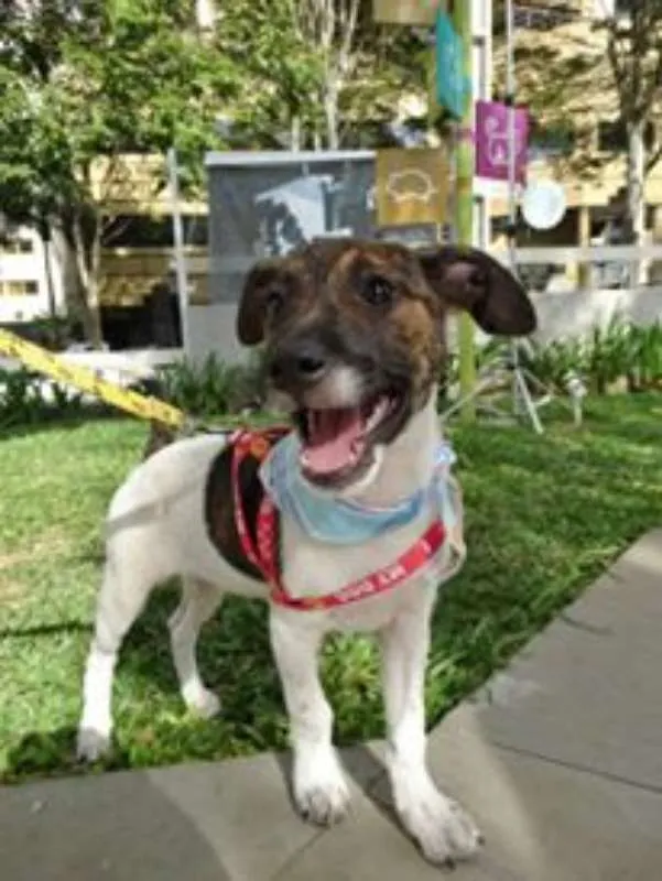 Cachorro ra a SRD idade 2 a 6 meses nome Tieta
