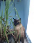maju