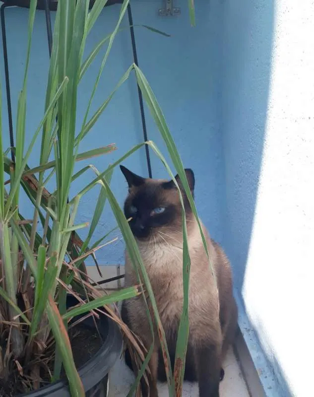 Gato ra a siamesa idade 1 ano nome maju