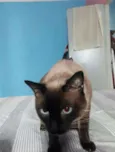 maju