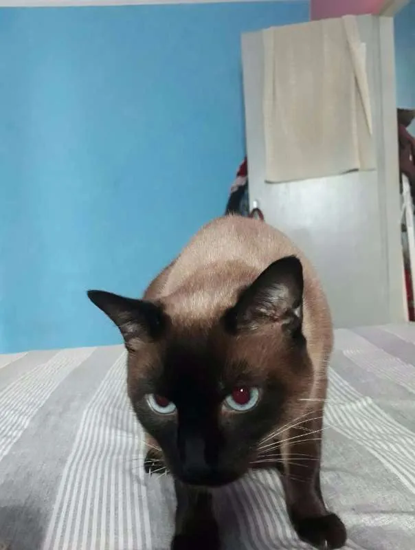 Gato ra a siamesa idade 1 ano nome maju