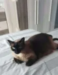 maju