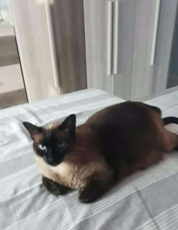Gato ra a siamesa idade 1 ano nome maju