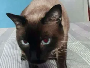Gato raça siamesa idade 1 ano nome maju