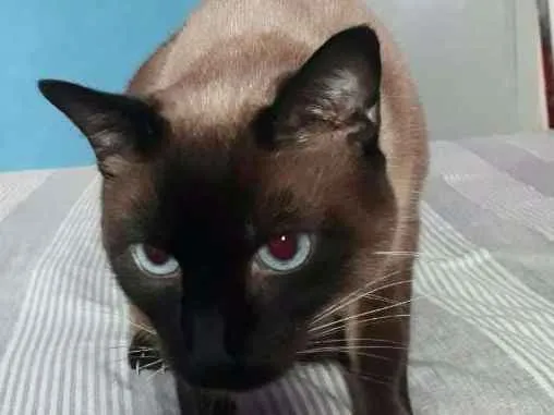 Gato ra a siamesa idade 1 ano nome maju