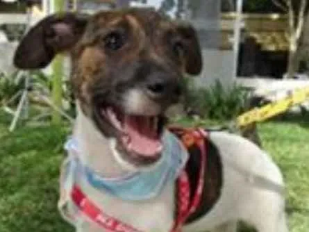 Cachorro ra a SRD idade 2 a 6 meses nome Tieta