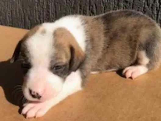 Cachorro ra a SRD idade Abaixo de 2 meses nome Sem nome