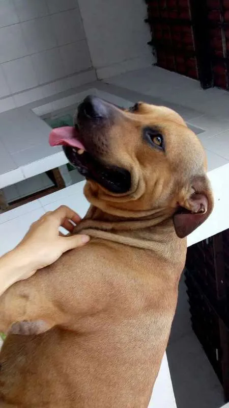 Cachorro ra a Raceado com pitbull idade 2 anos nome Hulk