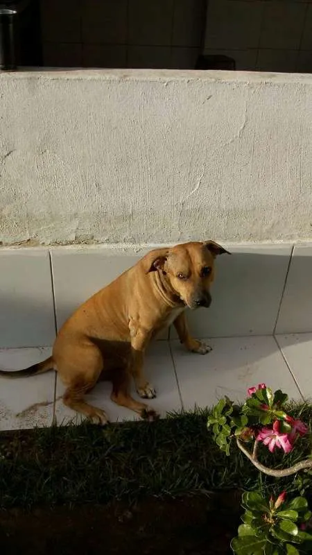 Cachorro ra a Raceado com pitbull idade 2 anos nome Hulk