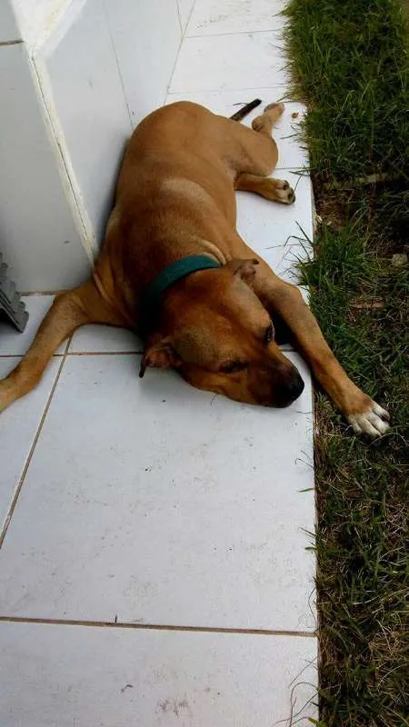 Cachorro ra a Raceado com pitbull idade 2 anos nome Hulk