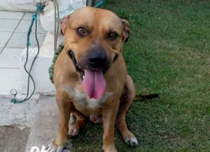 Cachorro raça Raceado com pitbull idade 2 anos nome Hulk