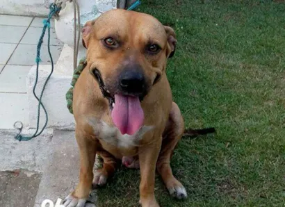 Cachorro raça Raceado com pitbull idade 2 anos nome Hulk