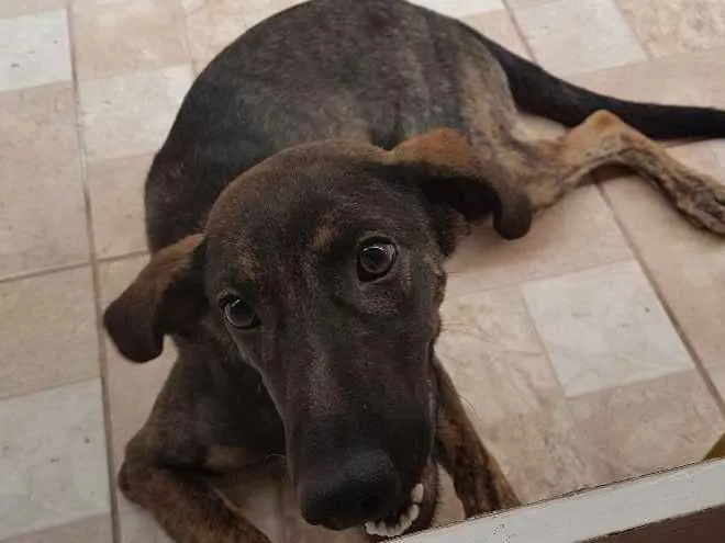Cachorro ra a Vira lata idade 7 a 11 meses nome Nina