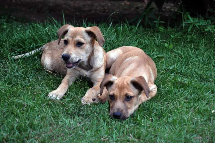 Cachorro ra a sem raça idade 2 a 6 meses nome sem nome