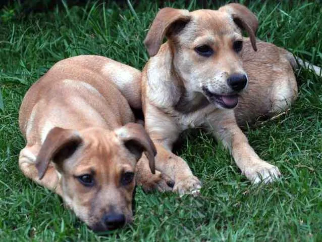 Cachorro ra a sem raça idade 2 a 6 meses nome sem nome