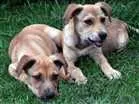Cachorro raça sem raça idade 2 a 6 meses nome sem nome