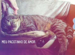 Gato raça  idade 1 ano nome Ivy