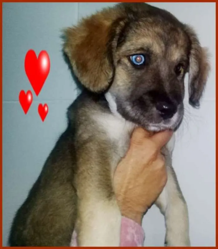 Cachorro ra a SRD idade 2 a 6 meses nome Jade
