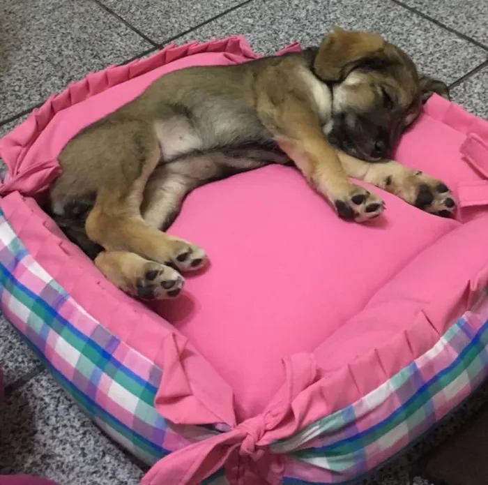 Cachorro ra a SRD idade 2 a 6 meses nome Jade