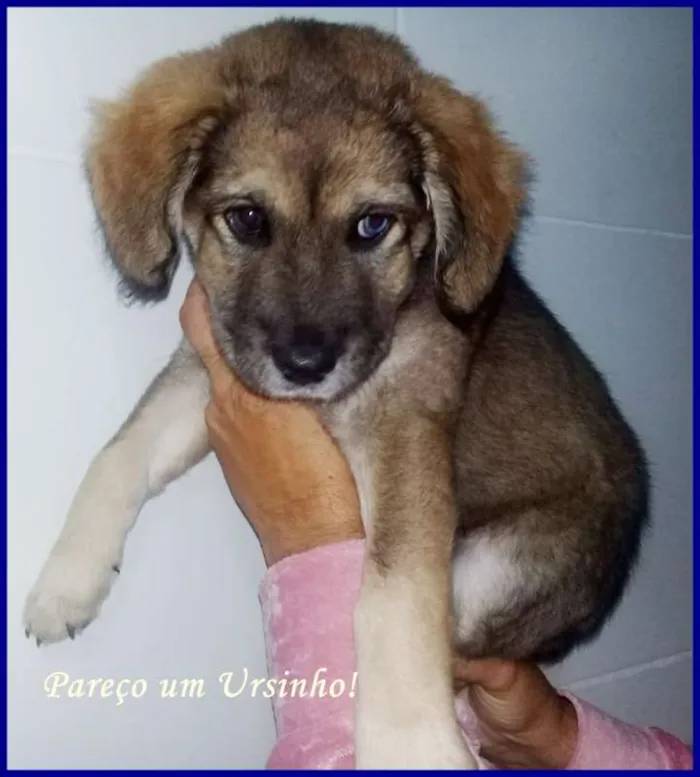 Cachorro ra a SRD idade 2 a 6 meses nome Jade