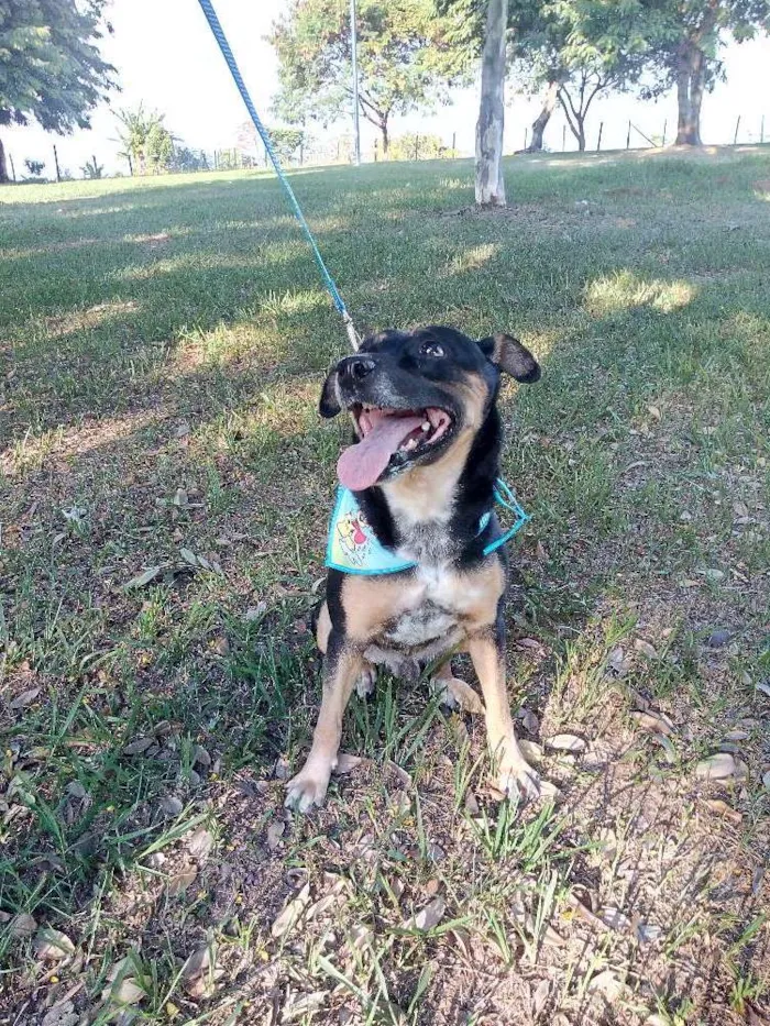 Cachorro ra a SRD idade 4 anos nome Negão