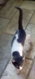 Miah