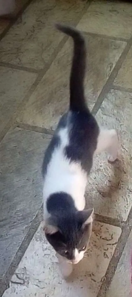 Gato raça Vira lata idade 2 a 6 meses nome Miah