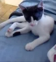 Miah