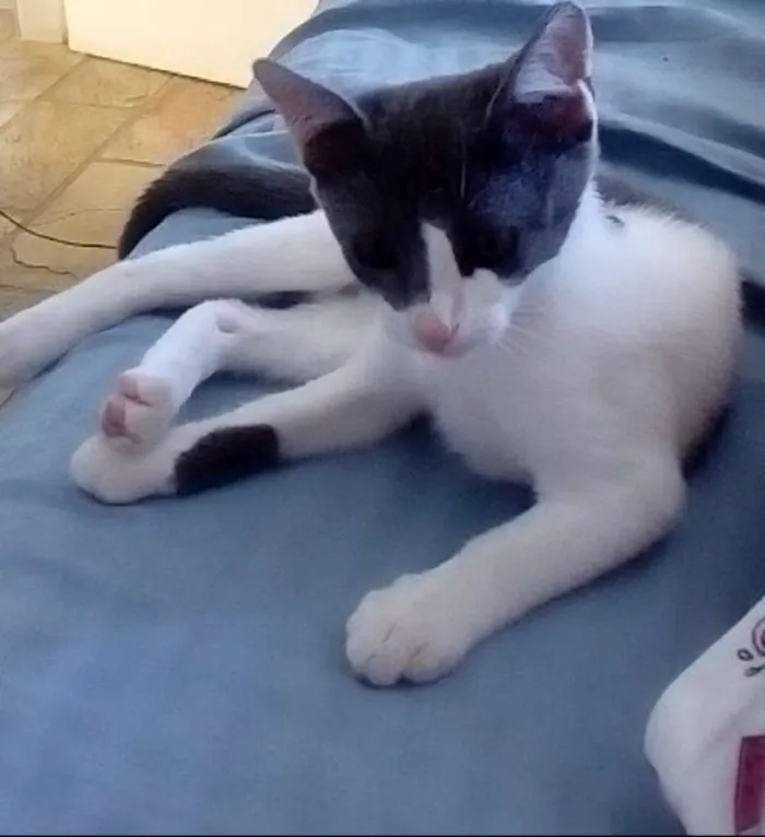 Gato raça Vira lata idade 2 a 6 meses nome Miah