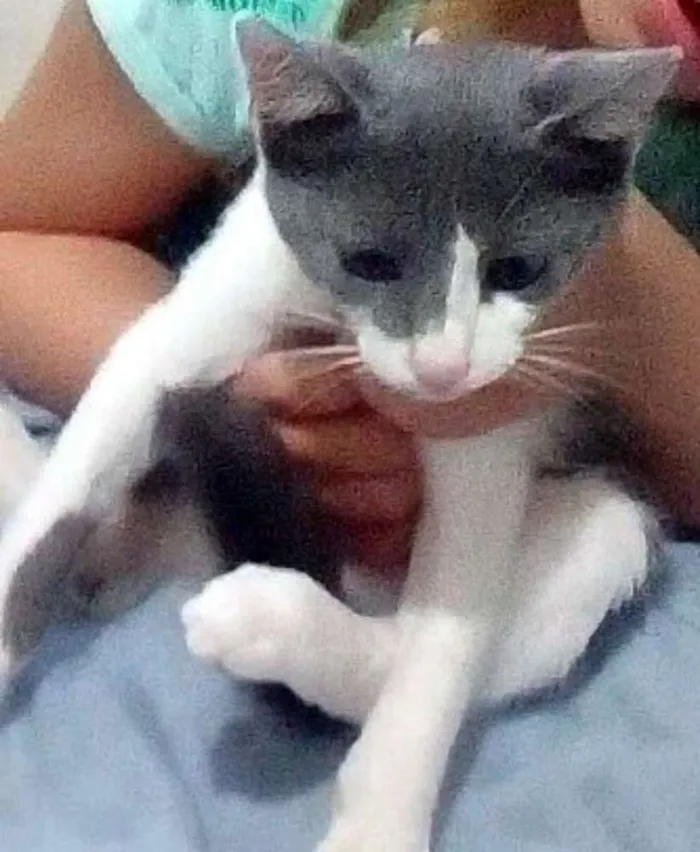 Gato raça Vira lata idade 2 a 6 meses nome Miah