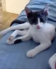 Miah