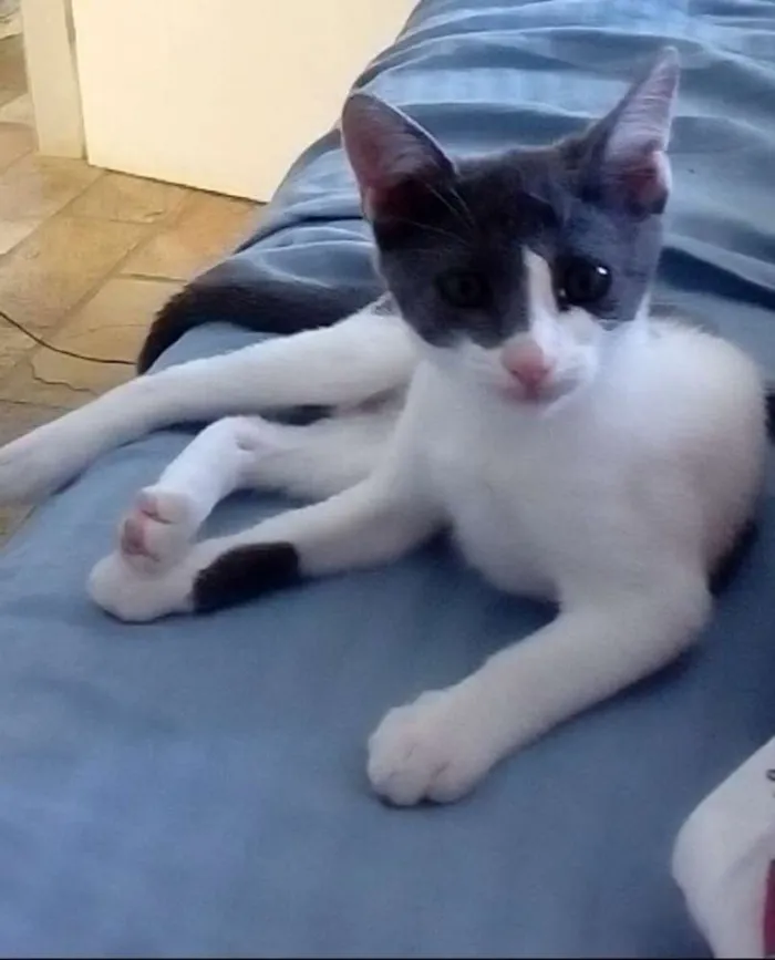 Gato raça Vira lata idade 2 a 6 meses nome Miah