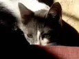 Miah