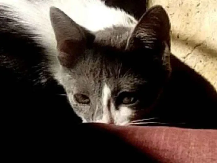 Gato raça Vira lata idade 2 a 6 meses nome Miah
