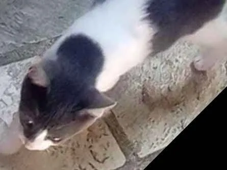 Gato raça Vira lata idade 2 a 6 meses nome Miah