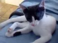 Miah