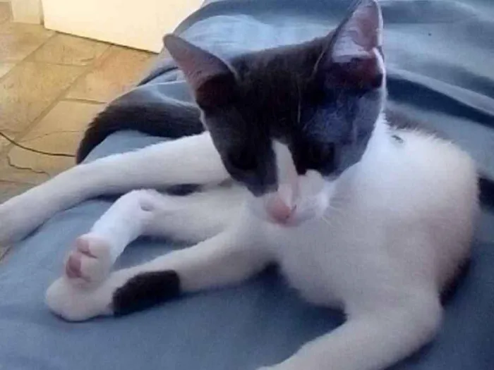 Gato raça Vira lata idade 2 a 6 meses nome Miah