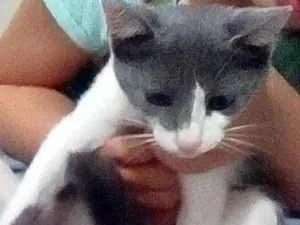 Gato raça Vira lata idade 2 a 6 meses nome Miah