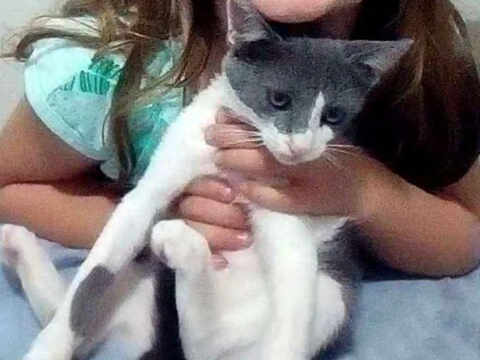 Gato raça Vira lata idade 2 a 6 meses nome Miah