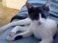 Miah