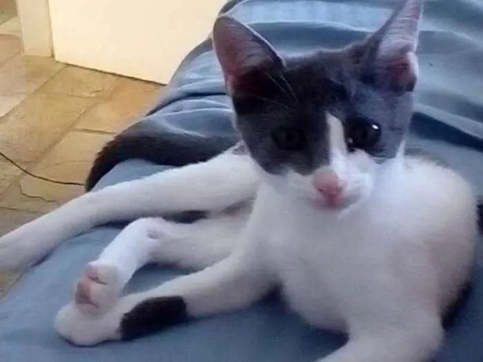 Gato raça Vira lata idade 2 a 6 meses nome Miah