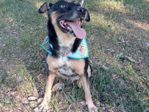 Cachorro raça SRD idade 4 anos nome Negão