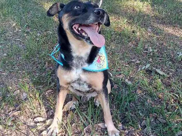 Cachorro ra a SRD idade 4 anos nome Negão