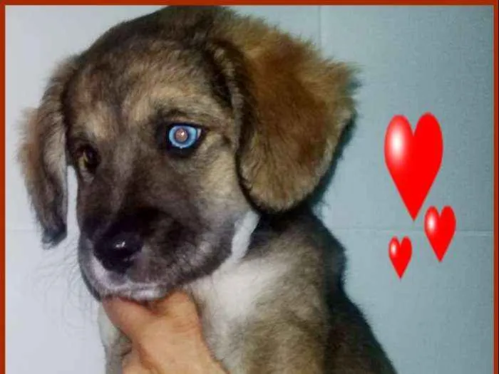 Cachorro ra a SRD idade 2 a 6 meses nome Jade