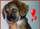 Cachorro raça SRD idade 2 a 6 meses nome Jade