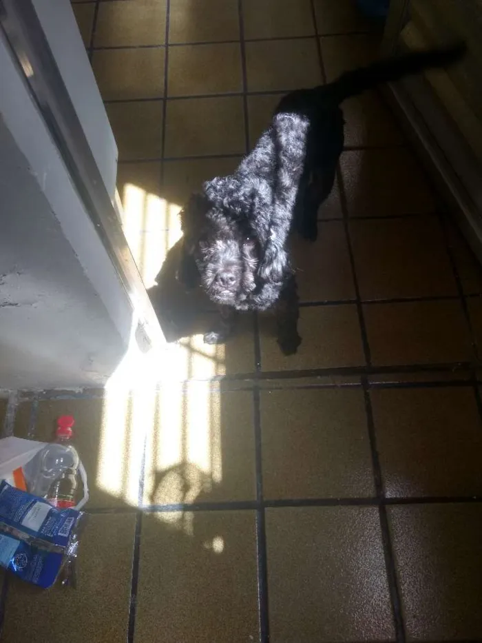 Cachorro ra a Poodle idade 1 ano nome Kenai