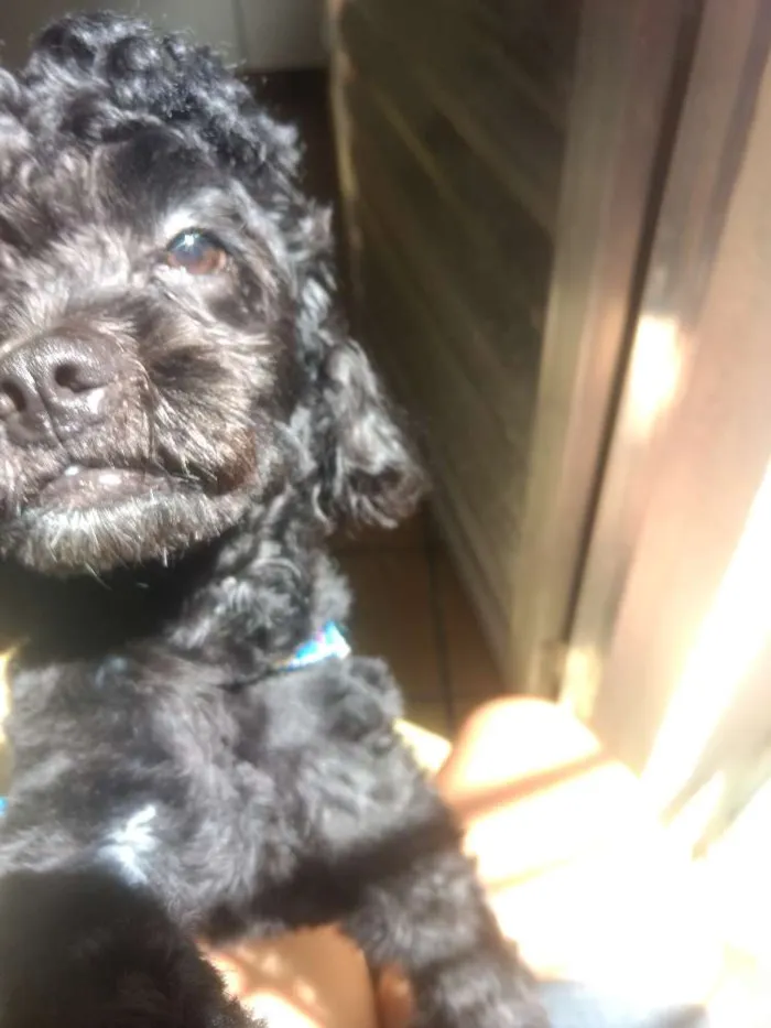 Cachorro ra a Poodle idade 1 ano nome Kenai